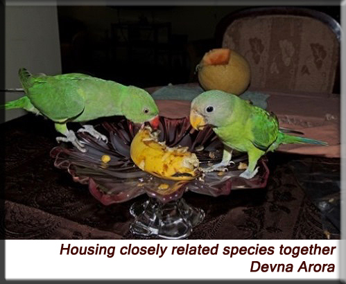 Devna Arora - Housing closely related species together